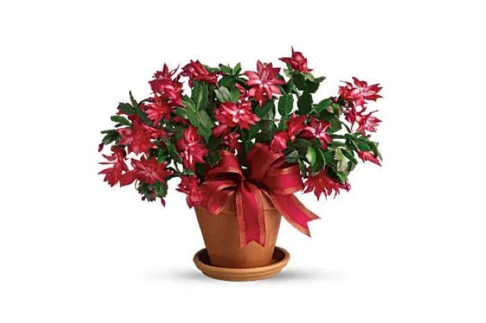 Merry Christmas Cactus