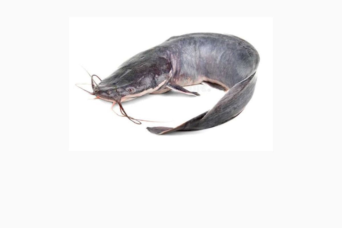 Catfish (1 lb)