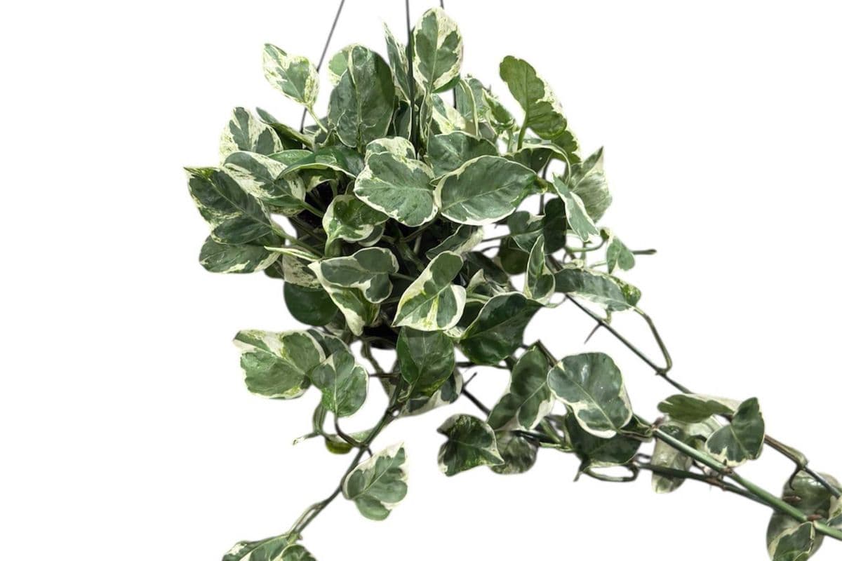 'Pearls and Jade' Pothos Hanging Basket - 6 Inch Pot