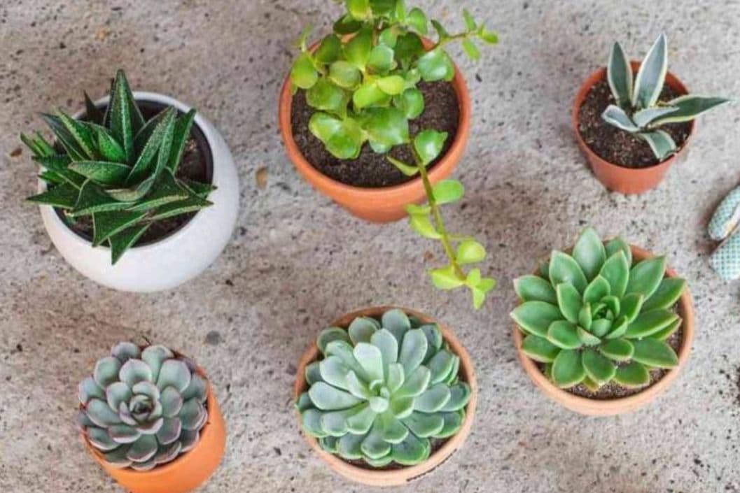 Succulent Planter