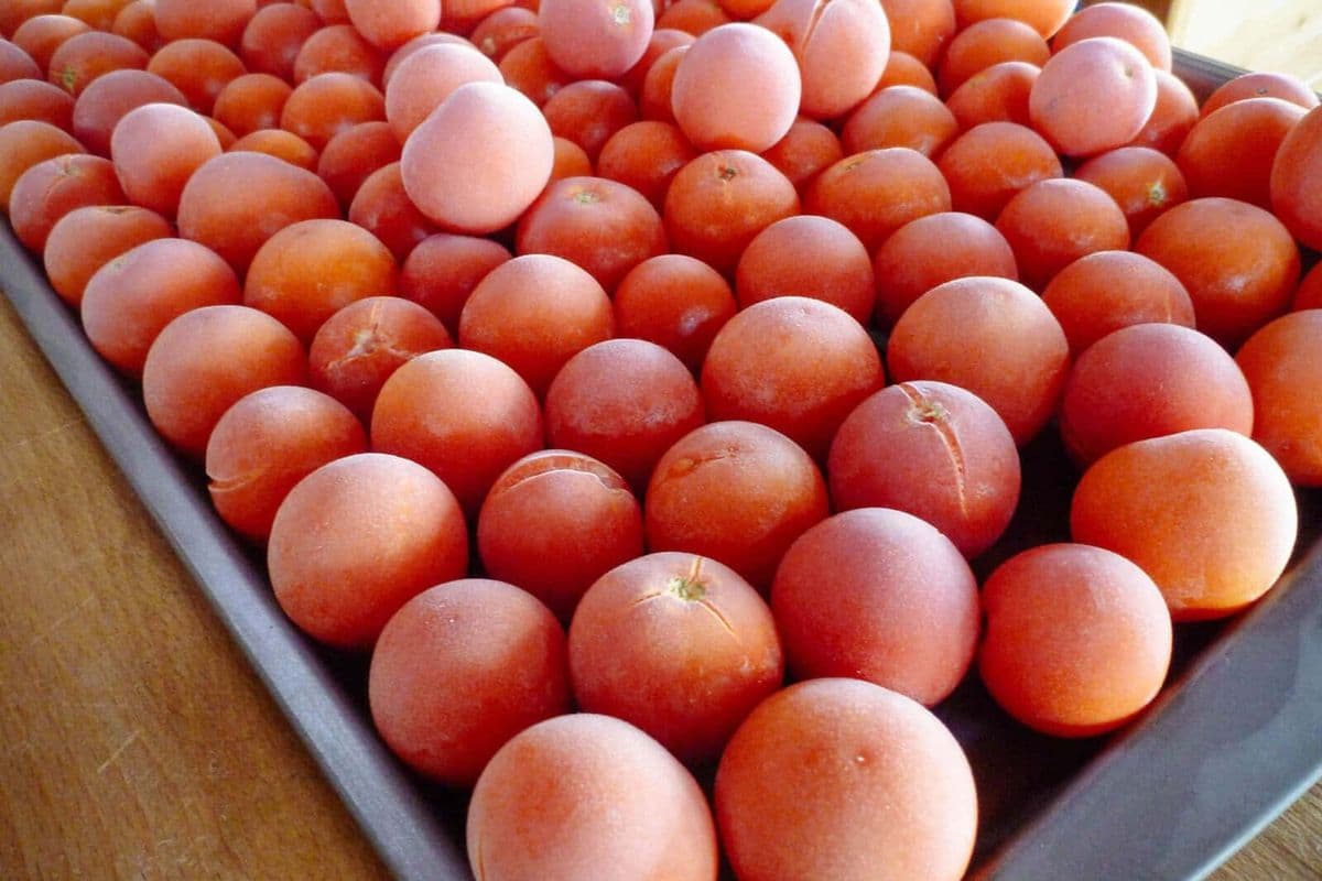 Frozen Vine Stew Tomatoes – Individual
