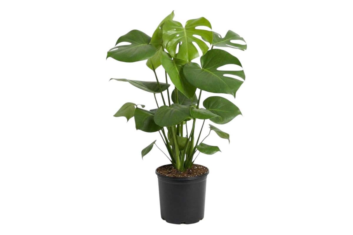 Monstera - 6 Inch Pot