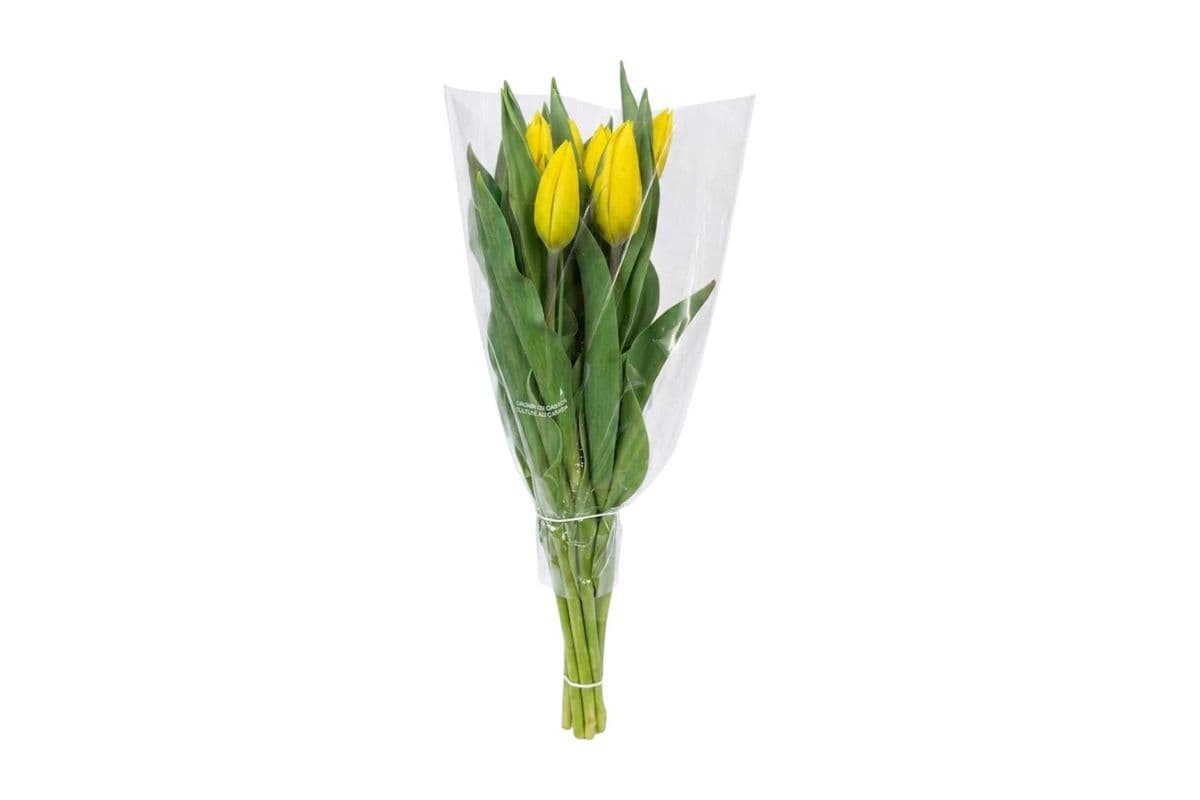 Yellow Tulips - 10 Stems