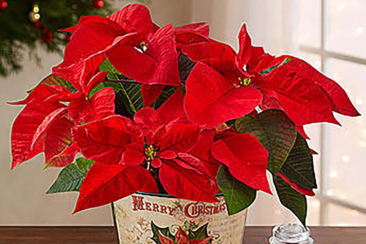 Holiday Traditions Poinsettia