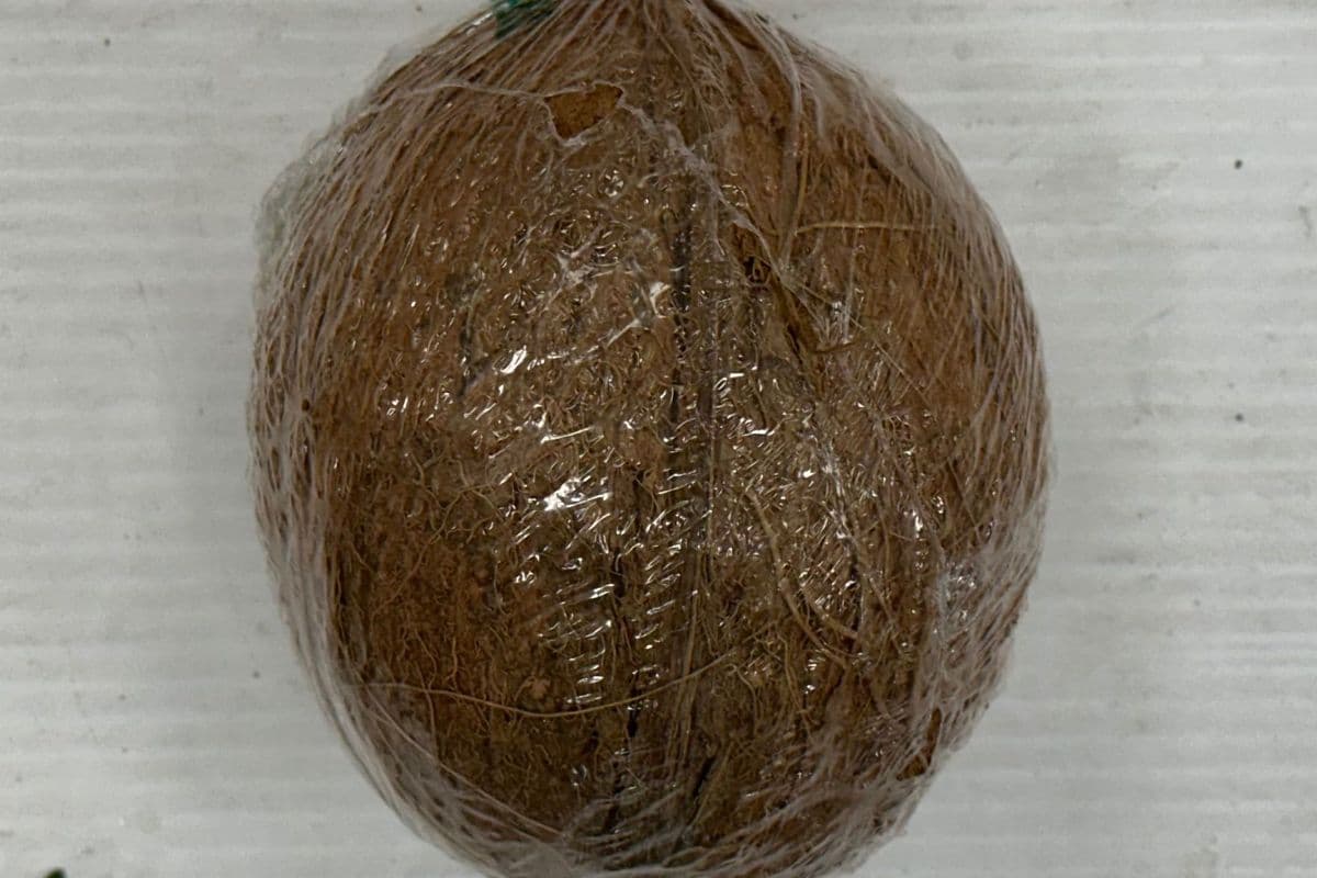 Fresh Wrapped Coconut (each)