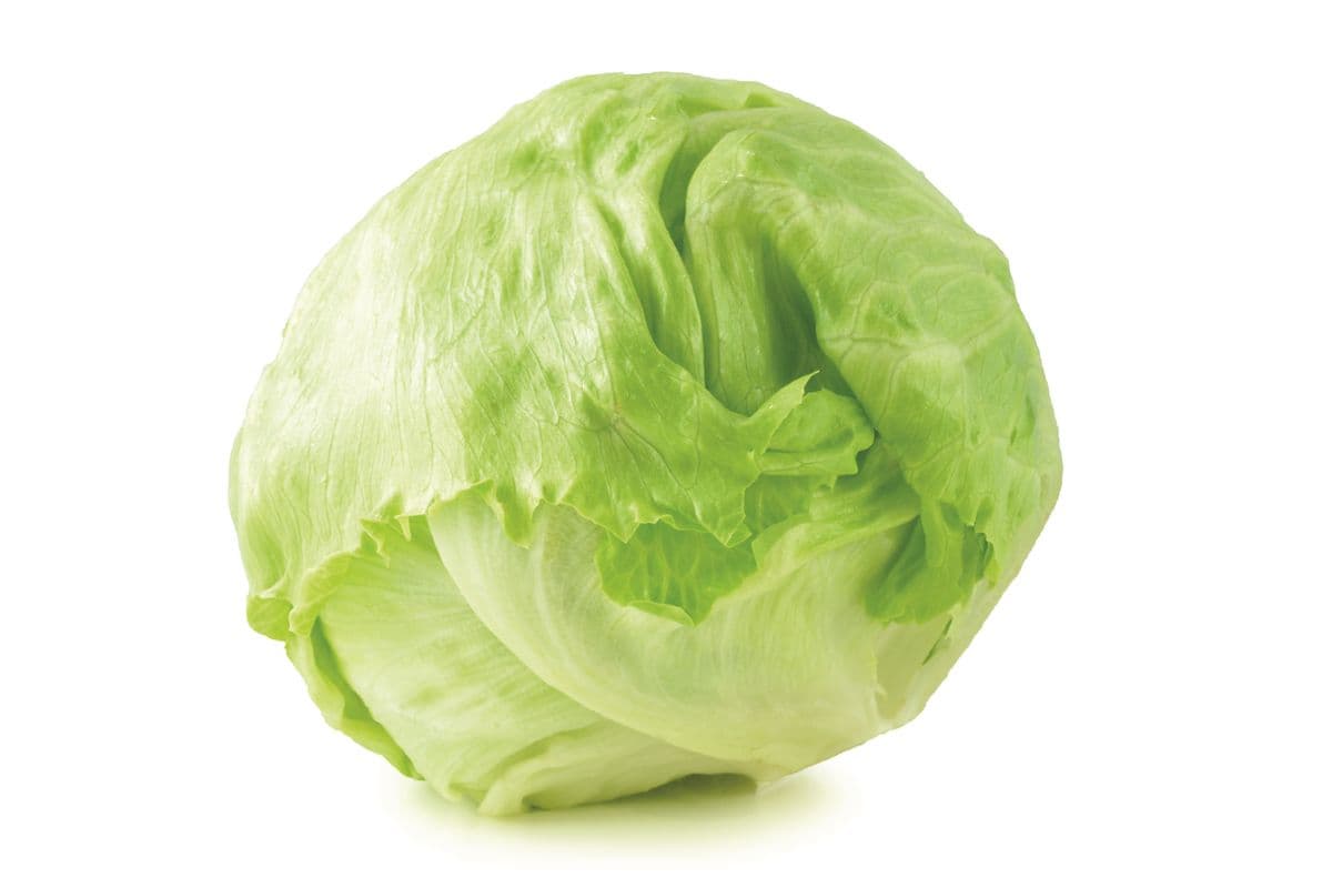 Lettuce Cello Premium (1 Each)