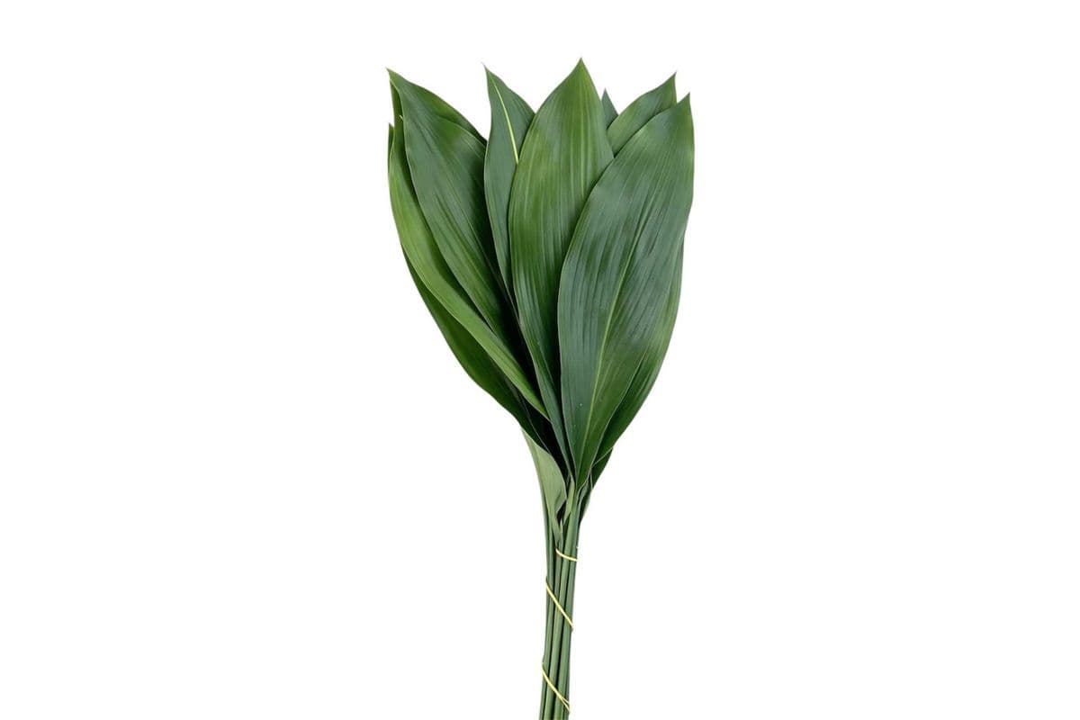 Aspidistra - 10 Stems