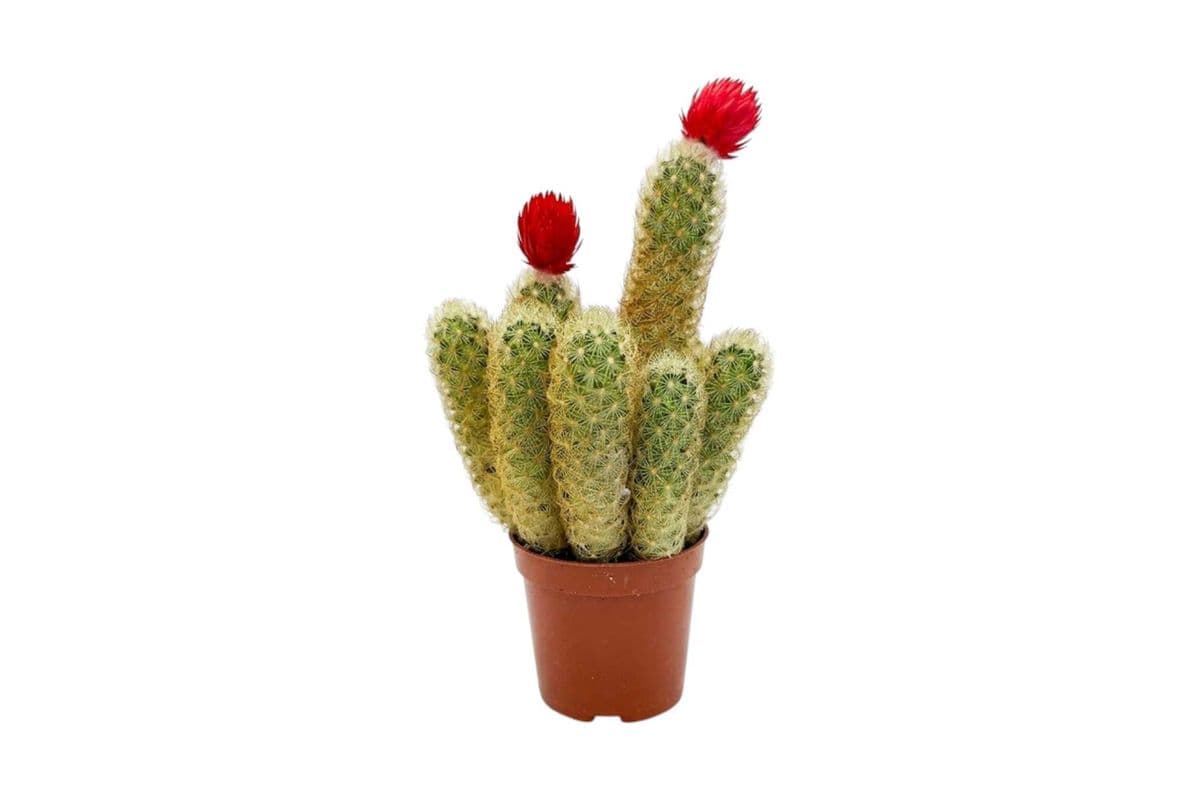 Lady Finger Cactus with Strawflower - 2.5 Inch Pot