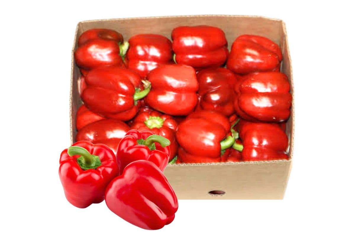 Habanero Pepper Box