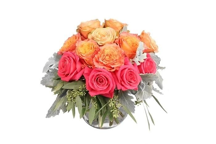 Sweet Peach Sorbet Rose