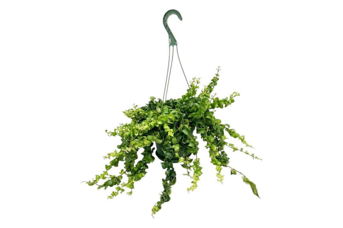 Curly Lipstick Plant Hanging Basket - 6 Inch Pot