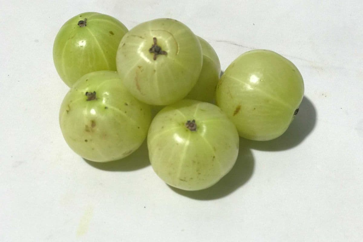 Nelli Goose Berries (bag of  5)