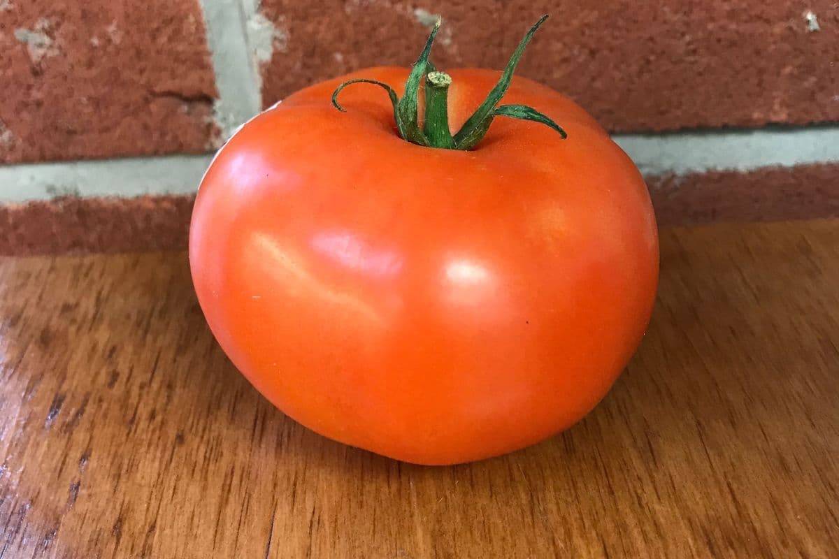 Tomate / Tomato