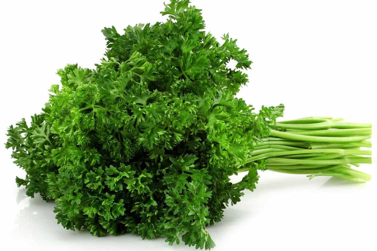 Curly parsley / persil frisé