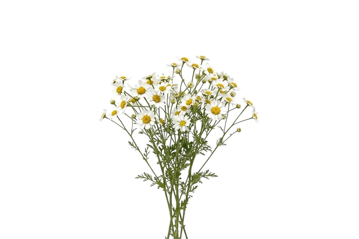 Chamomile - Small