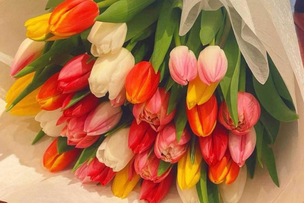 Mix Tulip Bouquet - Medium (40 Stems)
