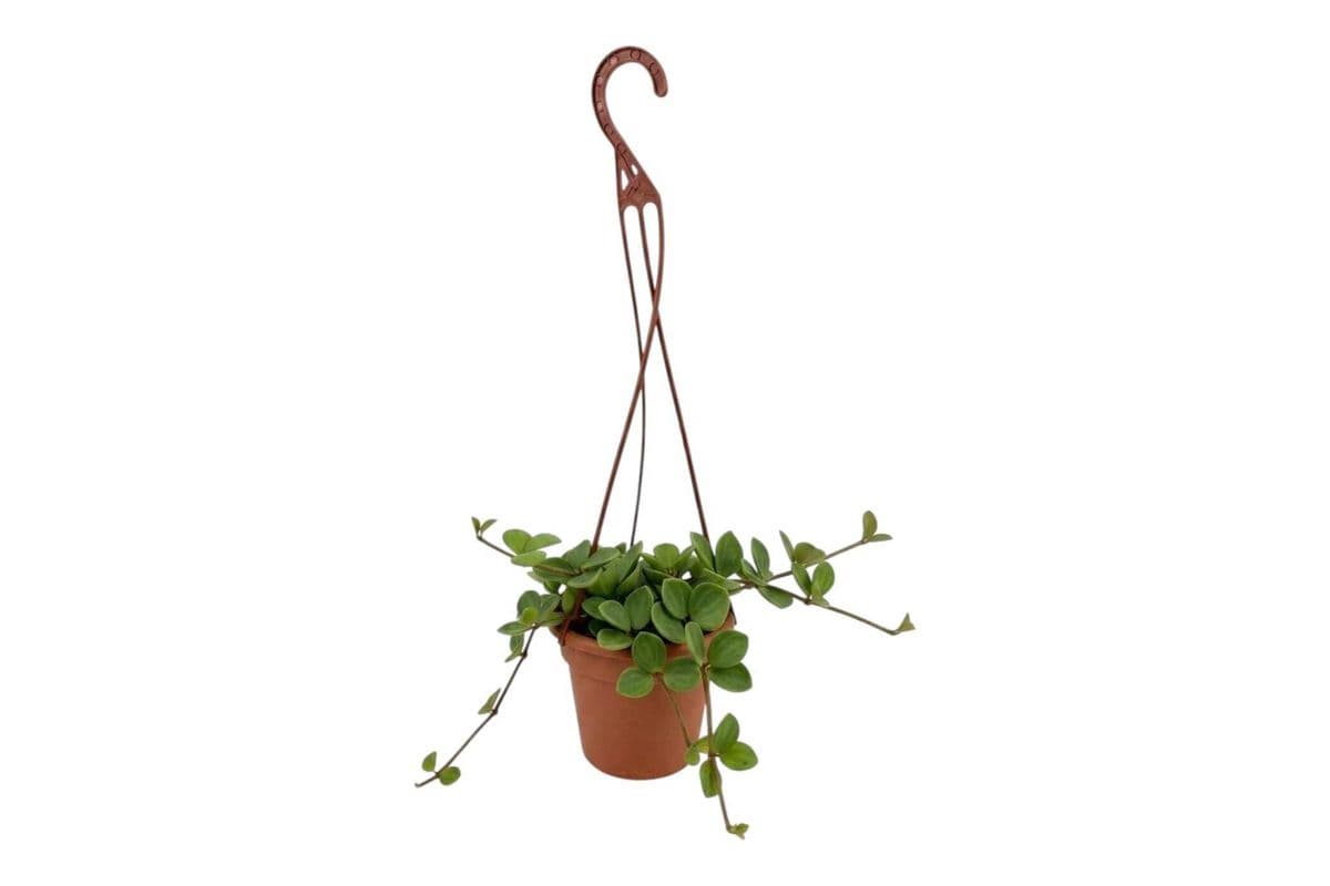 Peperomia Hope Hanging Basket - 4 Inch Pot