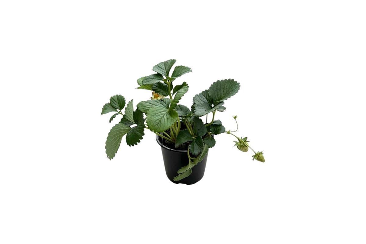 Strawberry - 4 Inch Pot