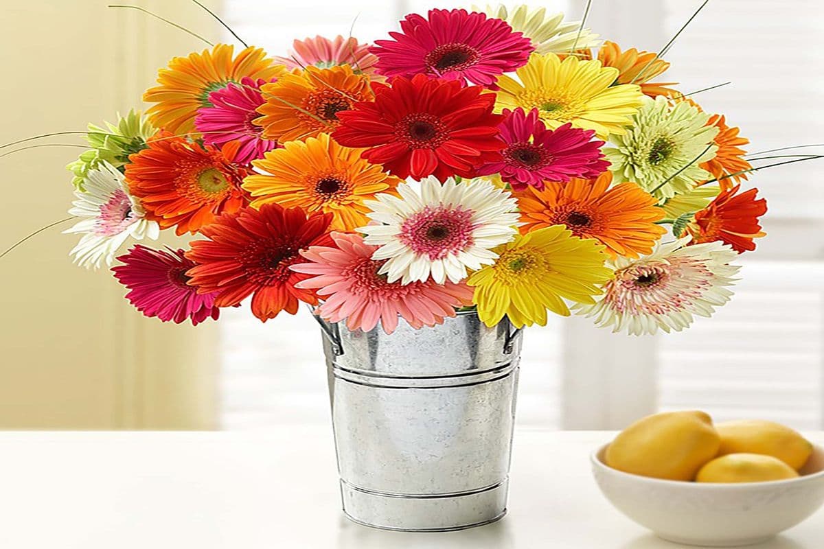 Bright New - Gerbera's