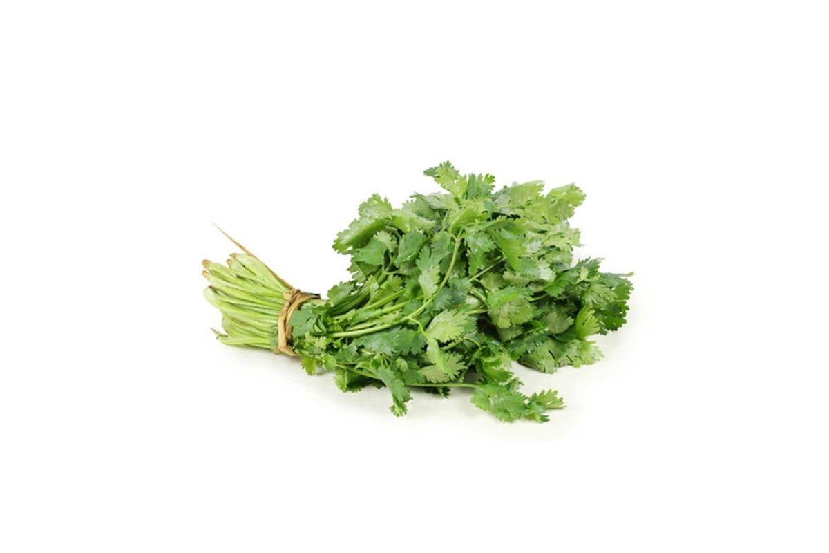 Cilantro