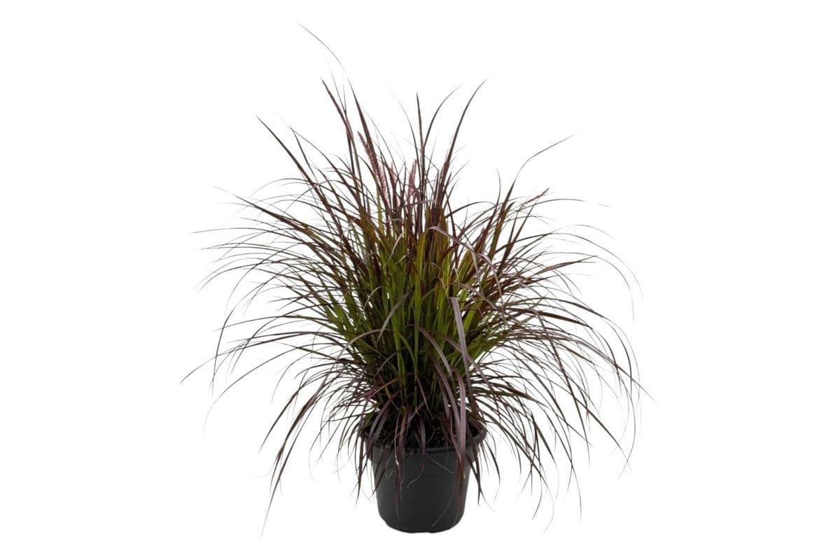 Purple Fountain Grass - 12 Inch Pot