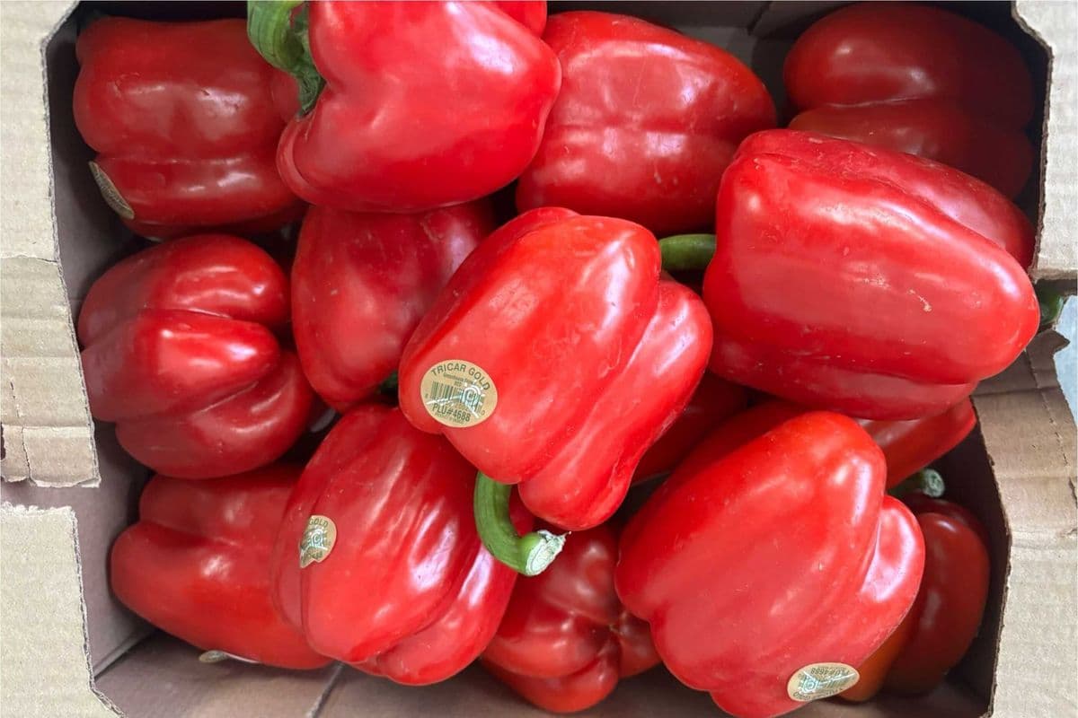 Fresh Red Bell Peppers – Half Box (6 lbs)