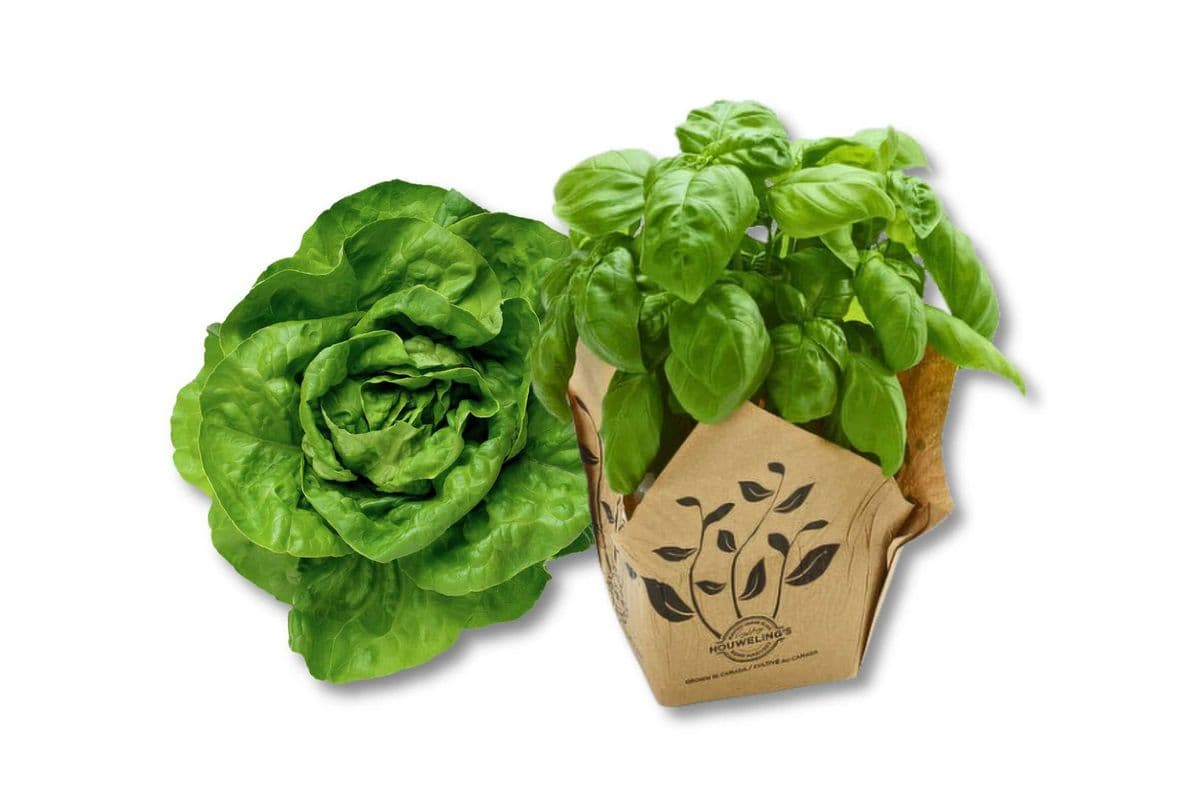 Houweling's Living Lettuce & Herbs