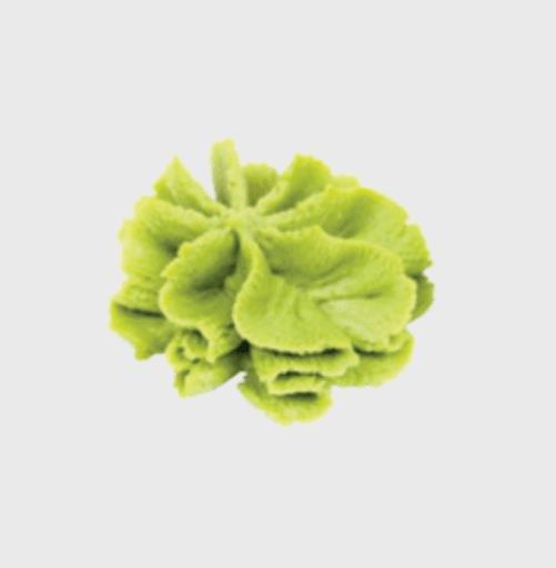Wasabi / Wasabi
