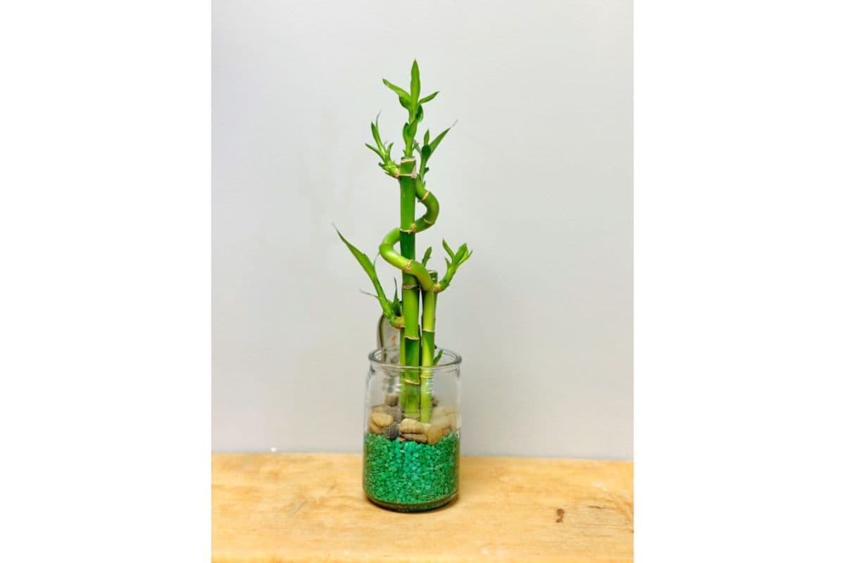 Large Lucky Bamboo