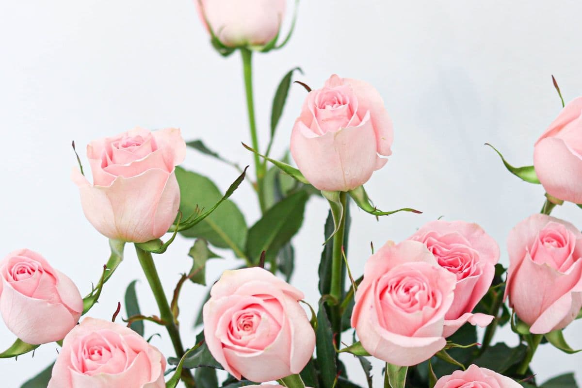 6 Roses