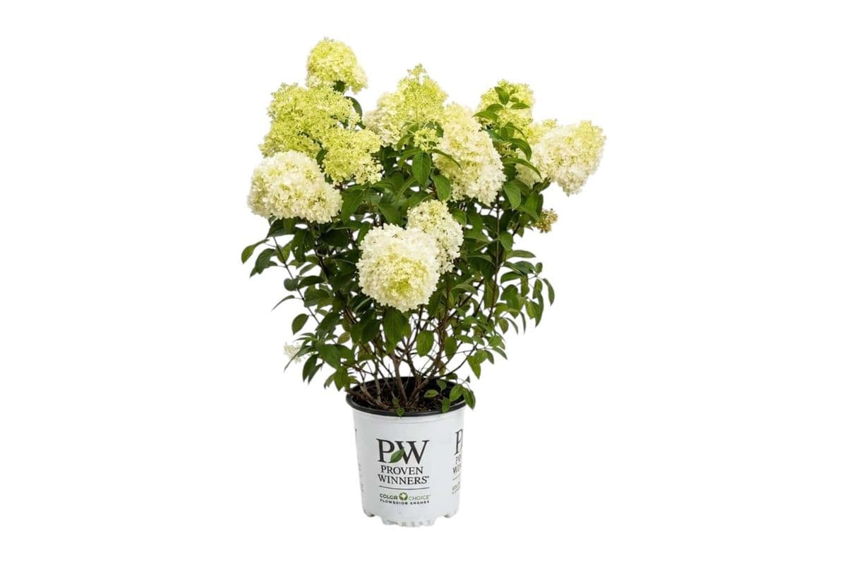 Limelight Hydrangea - 10 Inch Pot