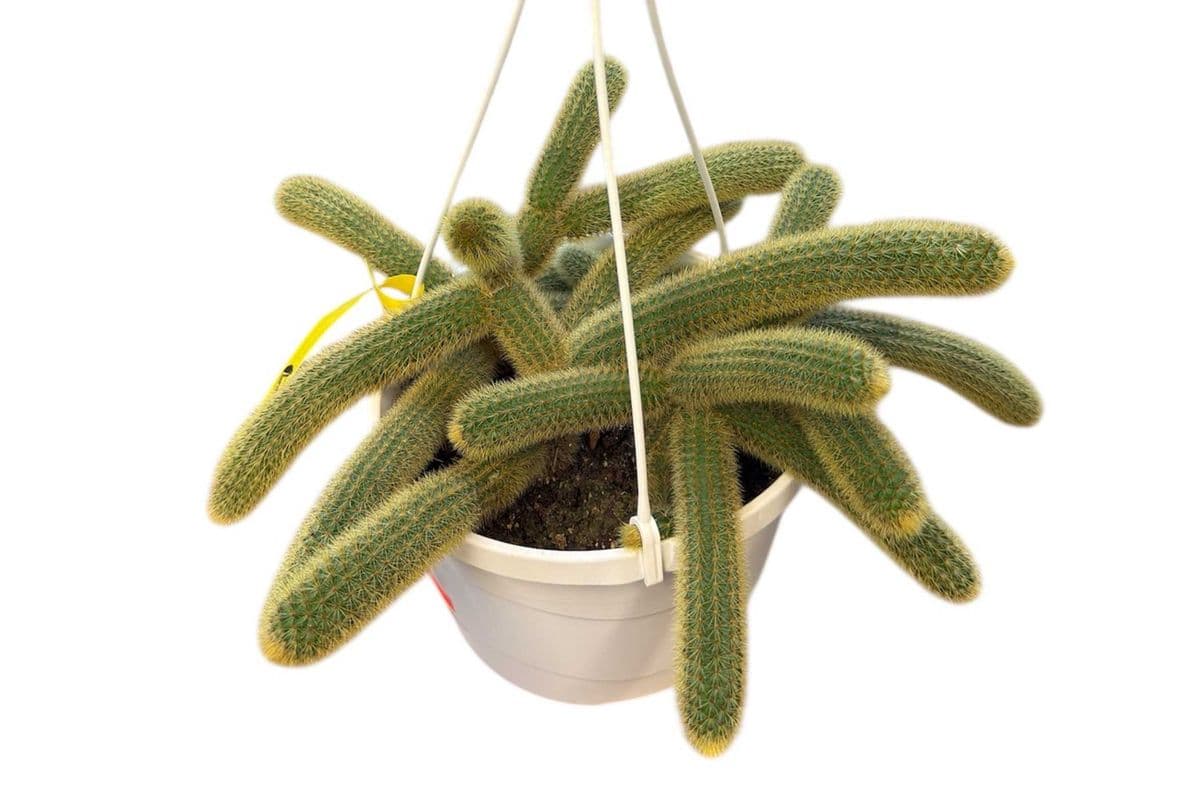 Rat Tail Cactus Hanging Basket - 8 Inch Pot