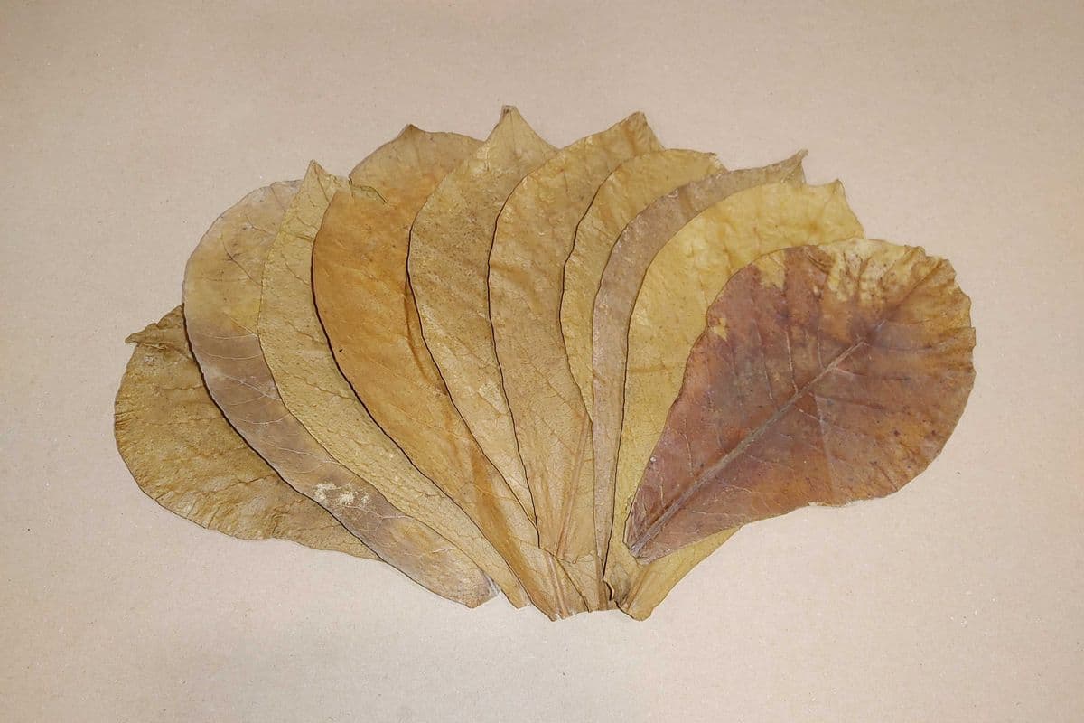 Indian Almond Leaves (10 Leaves)