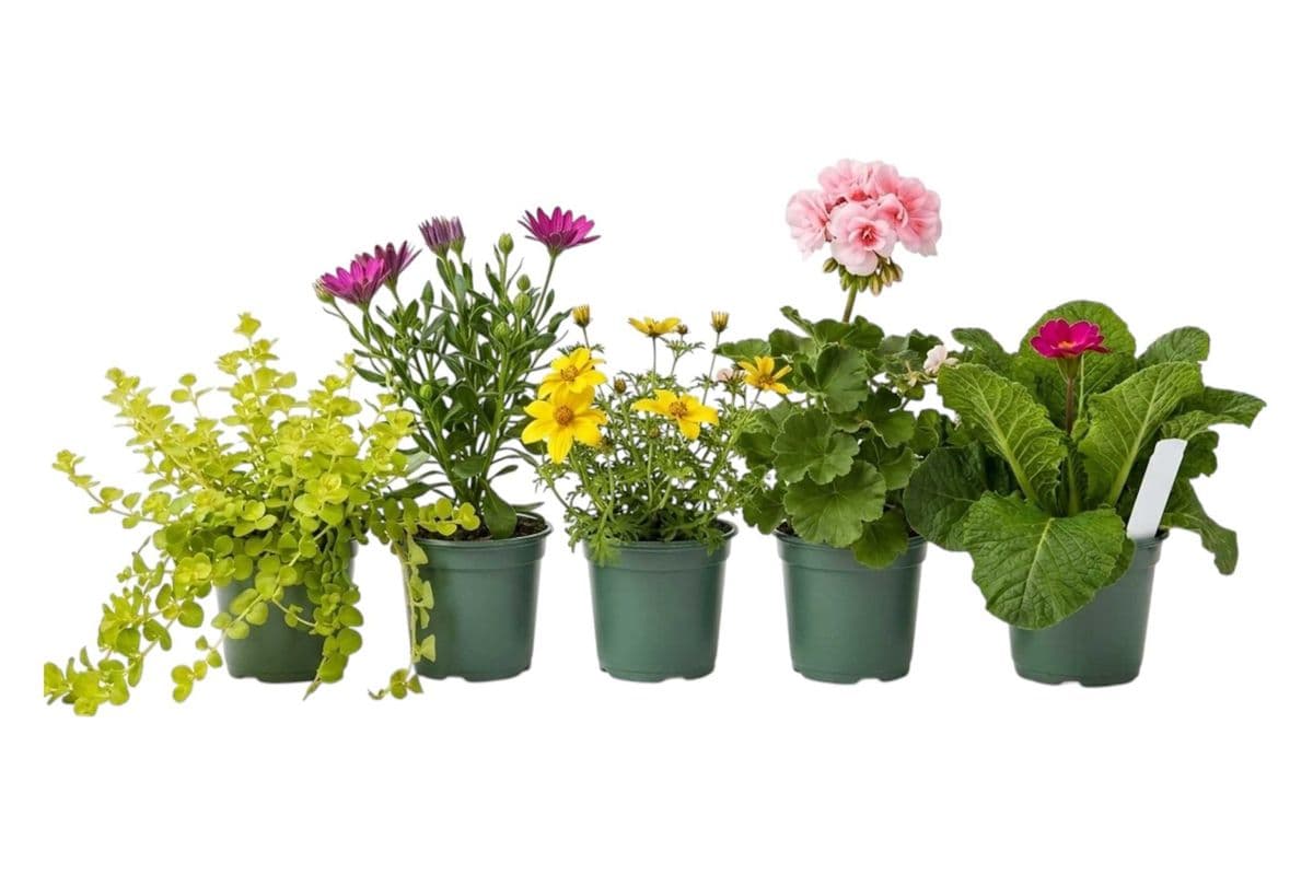 Assorted Potted Flowers (3.5 Inch Pot) - 5 Per Pack