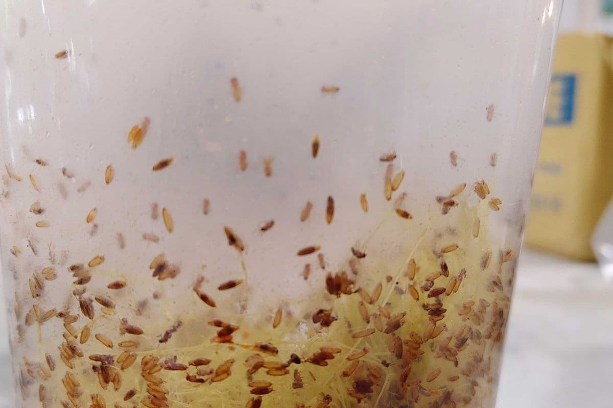 Live Fish Food Culture - Wingless Fruit Flies (1 Pack)