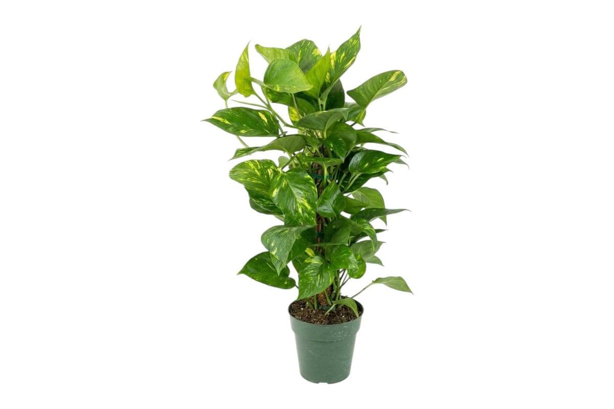 'Golden' Pothos Totem - 6 Inch Pot