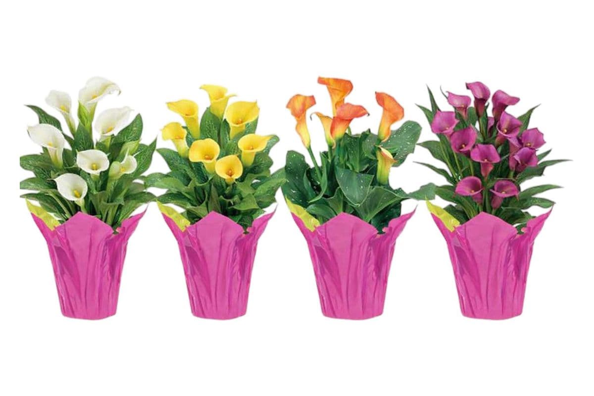 Calla Lily - 6 Inch Pot
