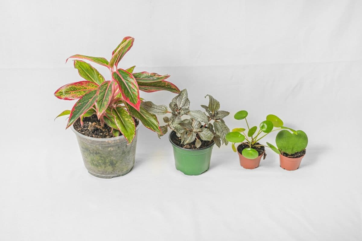 Mystery Plant Box_Small