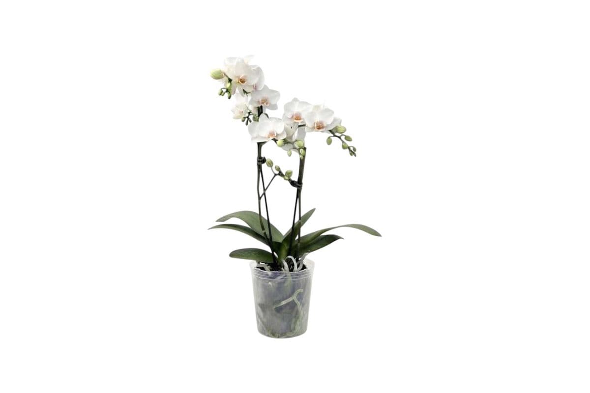 White Double Stem Mini Orchid - 3.5 Inch Pot