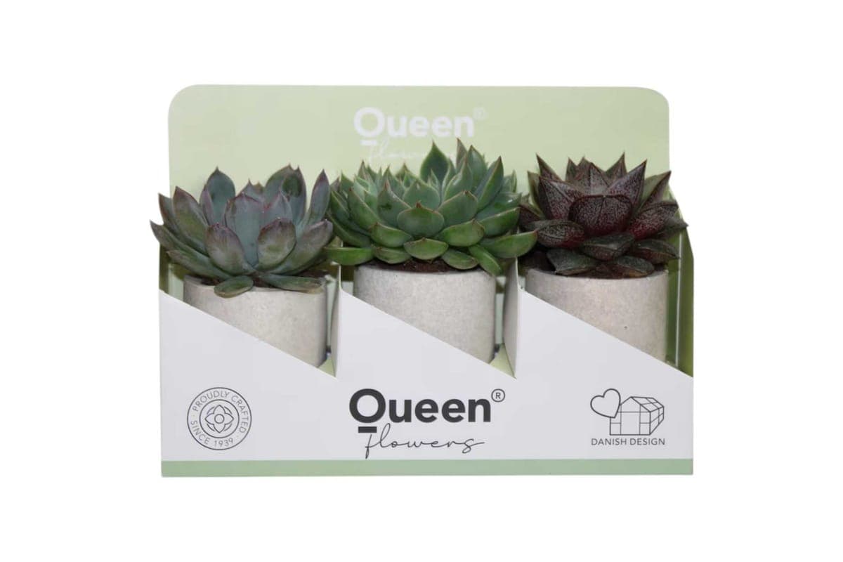 Assorted Succulent Trio With Pots - 2 Inch Pot