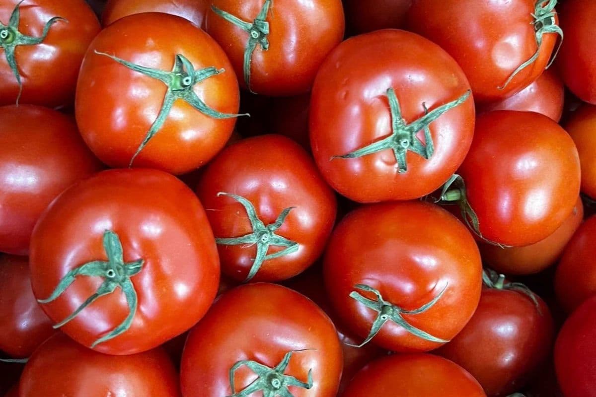 Stew Vine Tomatoes – Half Box (10 lb)
