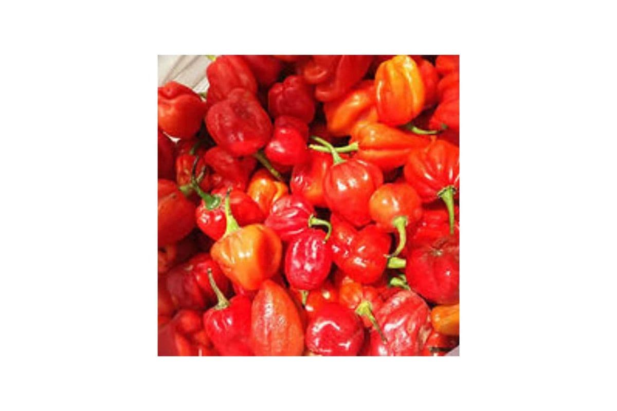 Hot Scotch Bonnets