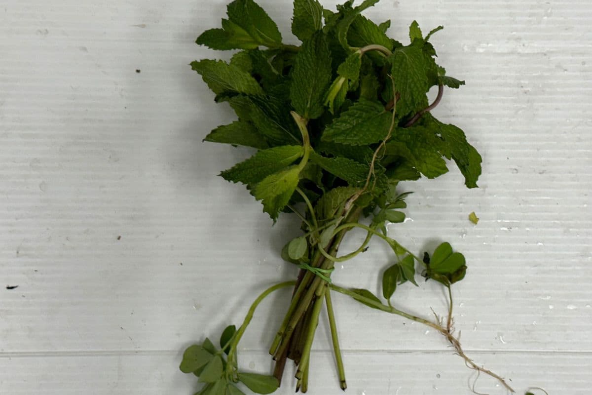 Mint Bunch