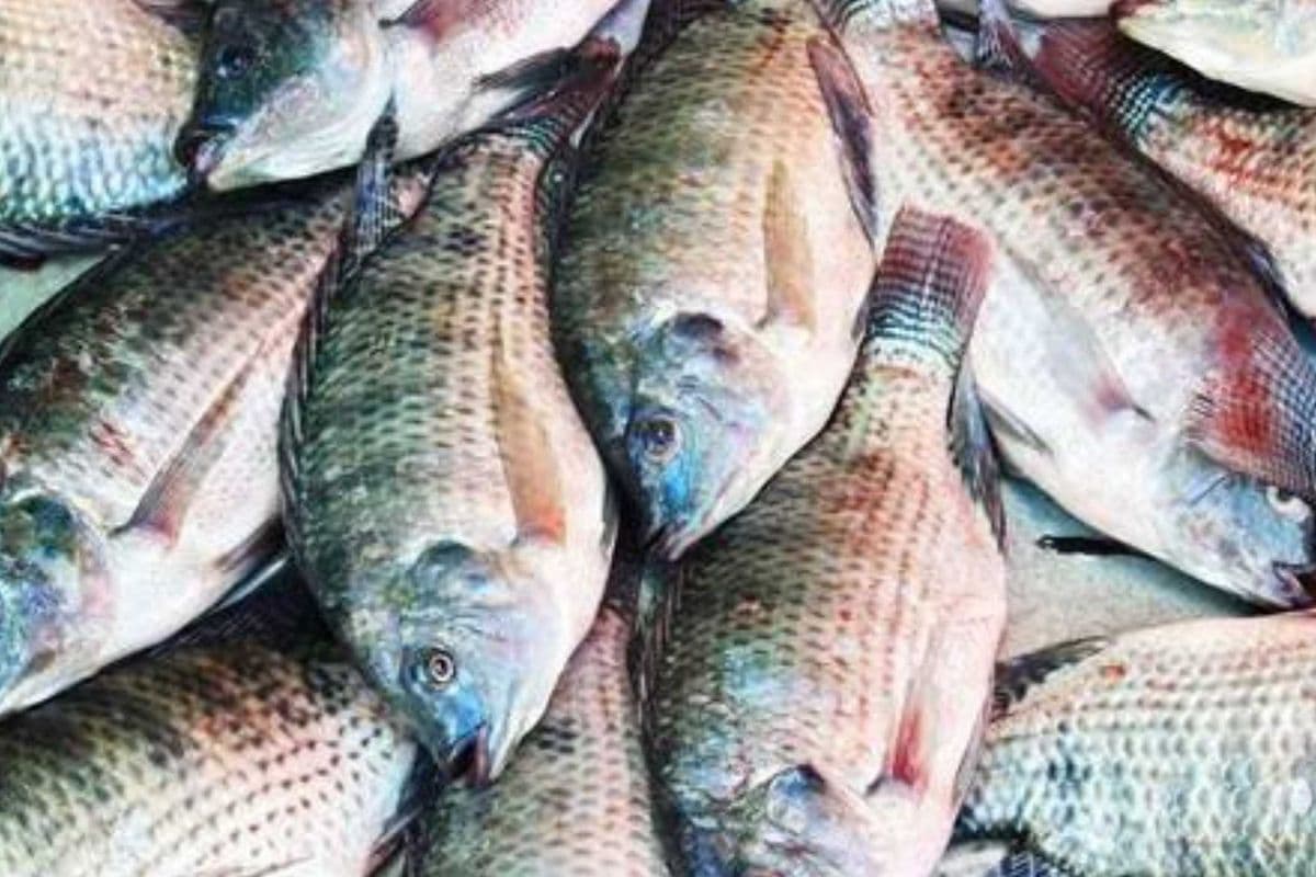 Tilapia Fish (Box)