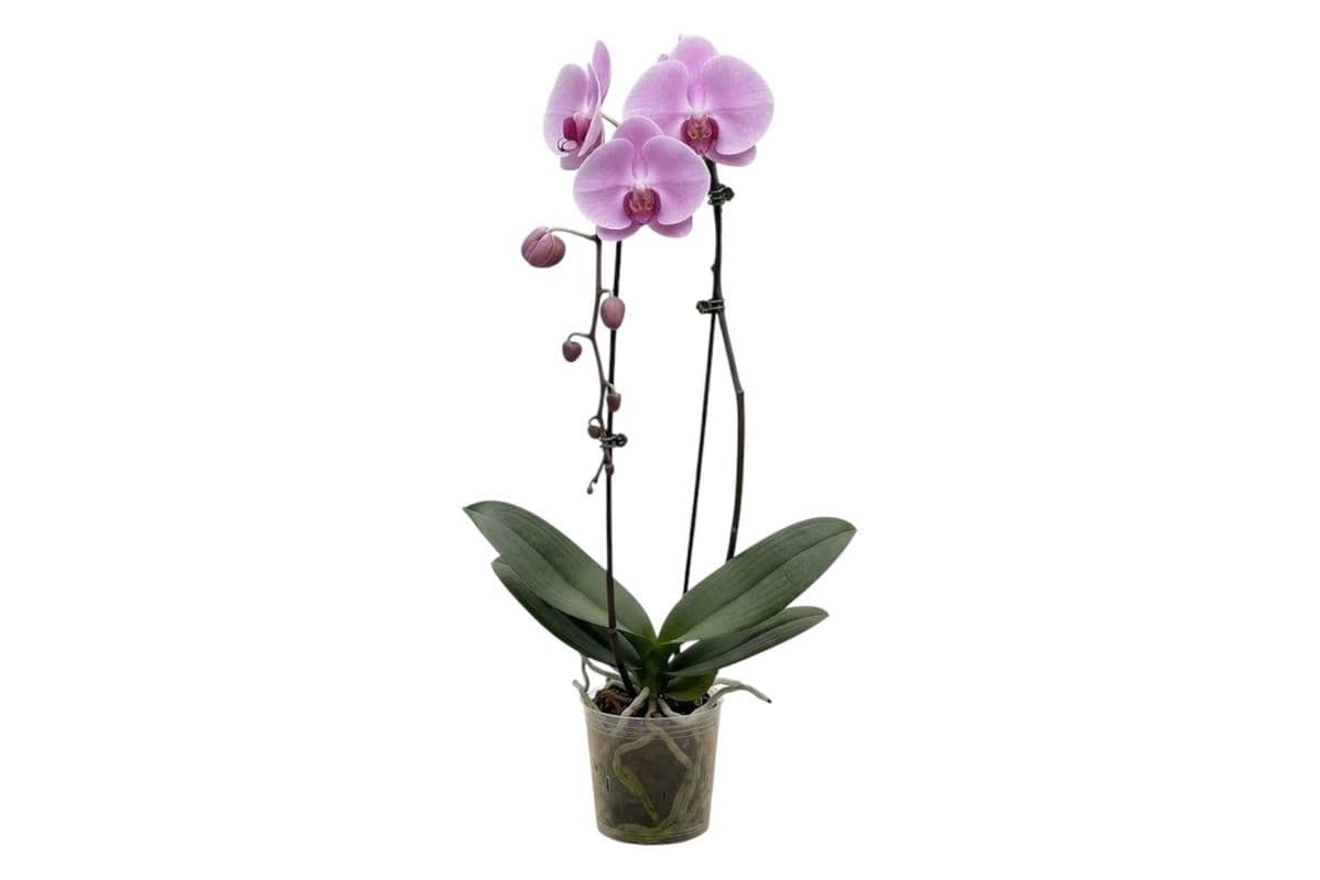 Pink Single Stem Cascading Orchid - 5 Inch Pot
