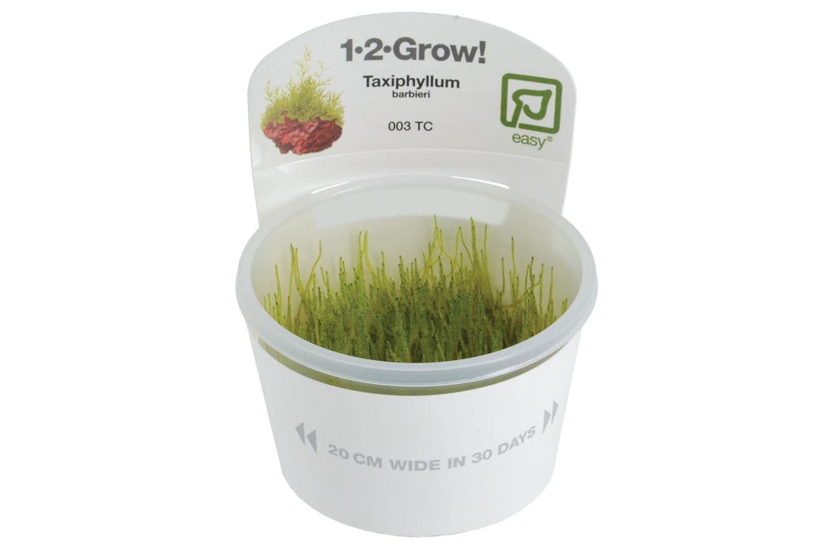Tropica 1-2-Grow Live Plant - Taxiphyllum Barbieri