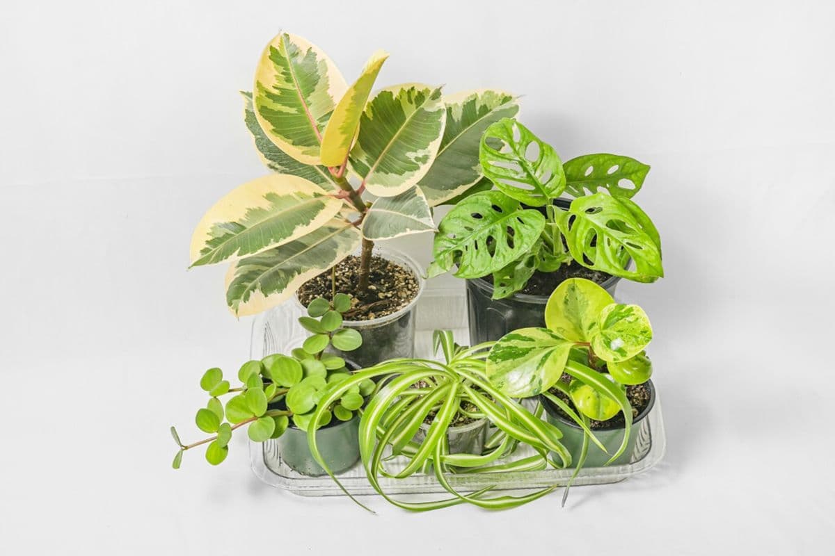 Mystery Plant Box_Large