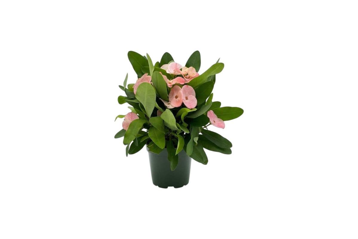 Crown of Thorns - 4.5 Inch Pot