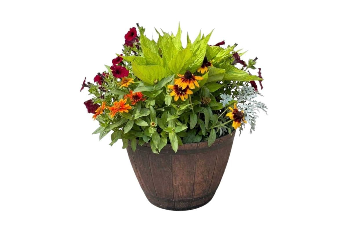 Fall Mix Planter - 14 Inch Pot