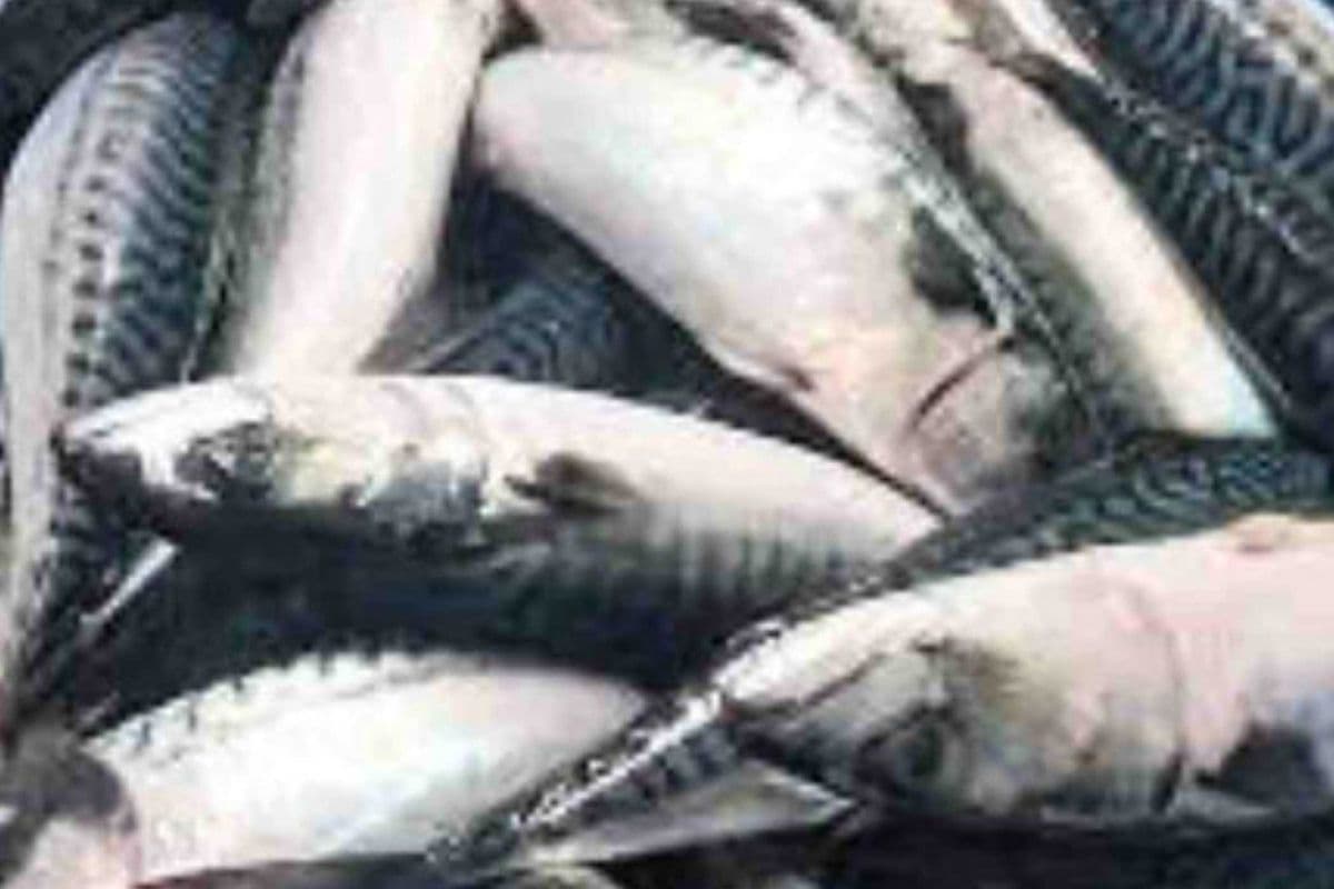 Mackerel Fish (3pcs)